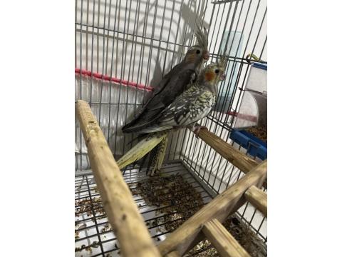 3 Adet İki Aylık Yavru Sultan Papağanlar