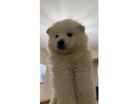 60-65 Günlük Dişi Erkek Samoyed Yavrularımız