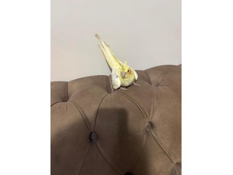 Çift Sultan Papağanı İstanbul