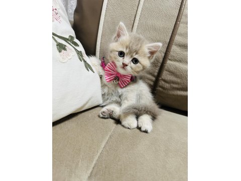 Yavru British Kedimize Yuva Arıyoruz