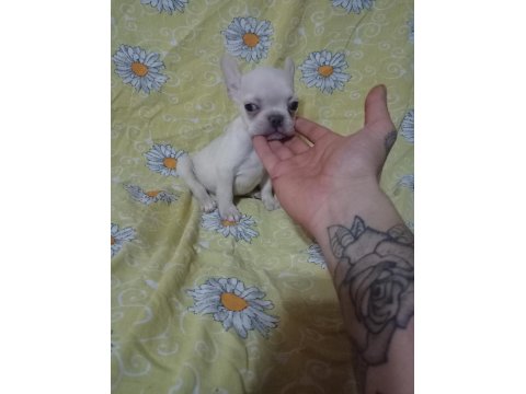 Egzotik French Bulldog Köpeğimiz