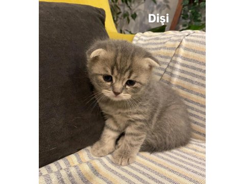 Rezerveye Açık 1 Aylık Scottish Fold Yavrular