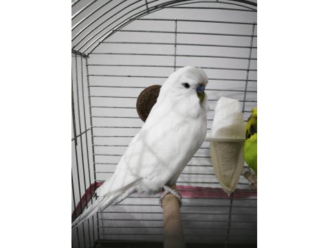 Hazır Takım Jumbo Muhabbet Kuşu