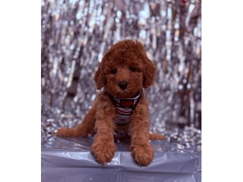 Sevimli Minik Poodle Yavrular