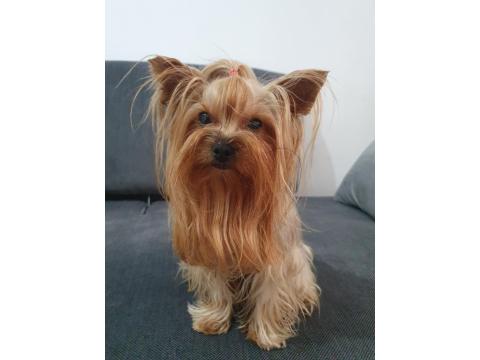 Yorkshire Terrier Teacup Dişi