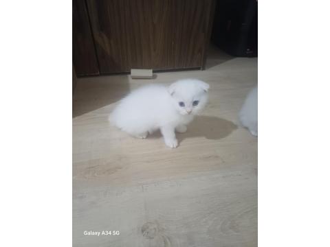 Redpoint Mavi Gözlü Scottish Fold