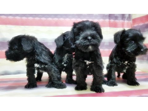 Yavru Minyatür Schnauzer