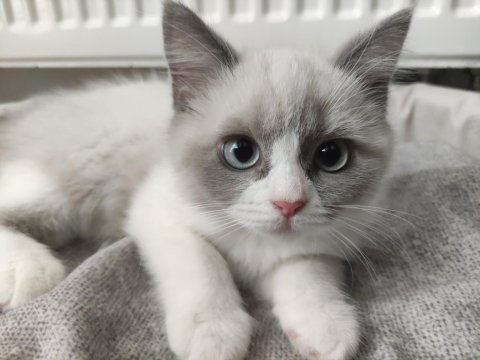 Mavi Gözlü Safkan Erkek Ragdoll Yavrusu