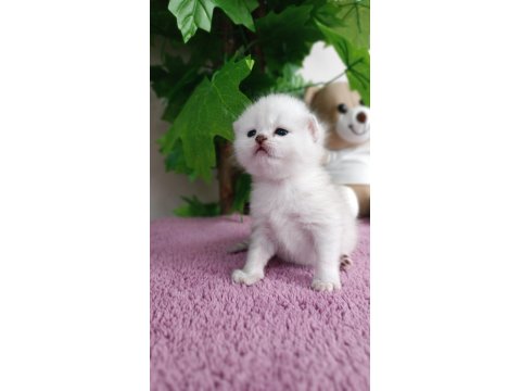 British Shorthair Yavrular