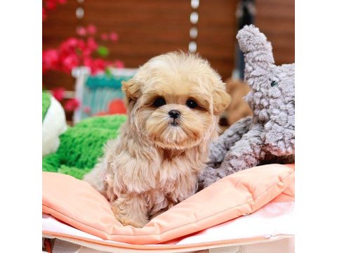 Toy Poodle Bebek Köpeklerim