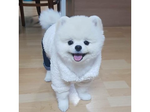 Ayı Surat Pomeranian Boo Yavru