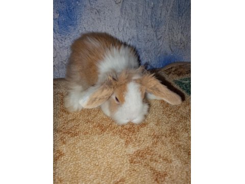 Teddy Lop Tavşanı Yavrular