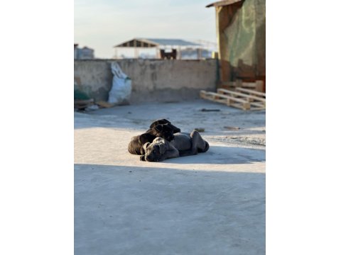 A Kalite Cane Corso Bebekler