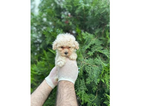 Mikro Baby Surat Maltipoo Bebekler