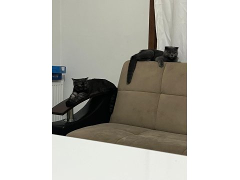 6 Aylık Safkan Scottish Fold Evde Üretim