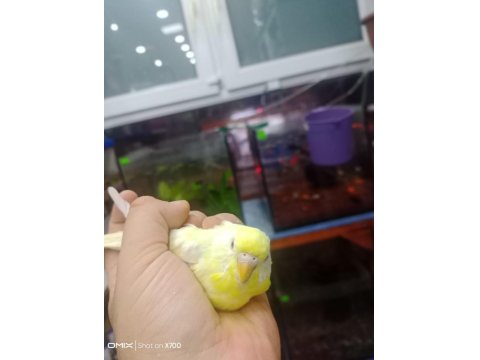 Prehistoricpets Garantisi İle Muhabbet Kuşları