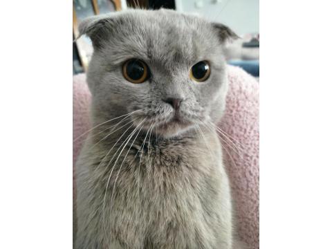 Scottish Fold Kedimize Dişi Arıyoruz