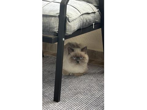 Blue Point British Longhair Ücretsiz Sahiplendirilecek