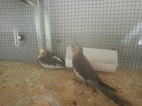 Yavru Sultan Papağanlarımız