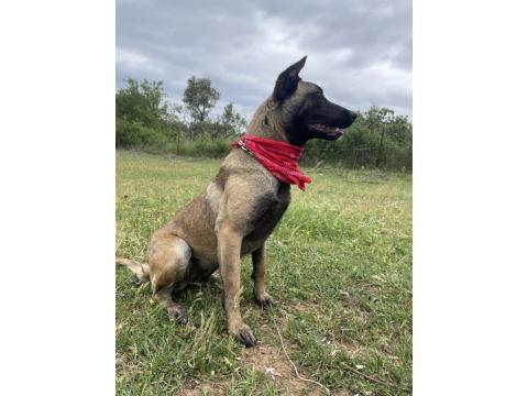 Üst Düzey Belçika Kurdu Yavruları