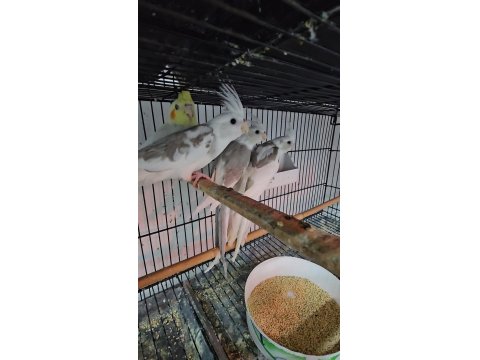 2,5 Aylık Bebek Sultanlar