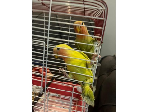 Sevda Papağanı Çift