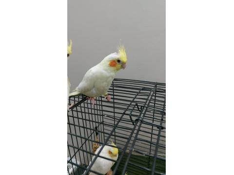 Yeme Düşmek Üzere El Besleme Yavru Sultan