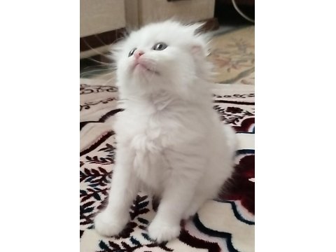 Meksikalı Kedimiz Pablo