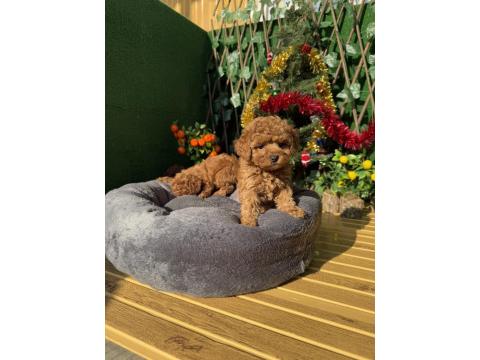 Toy Poodle Yavrularımız