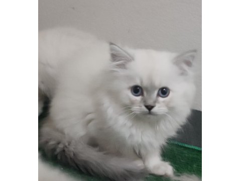 British Longhair Blue Point Yavrularımız