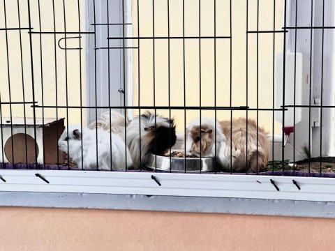 Ginepig Ailesi - 3 Adet - Baba Anne Ve Çocuk (Anne Hamile)