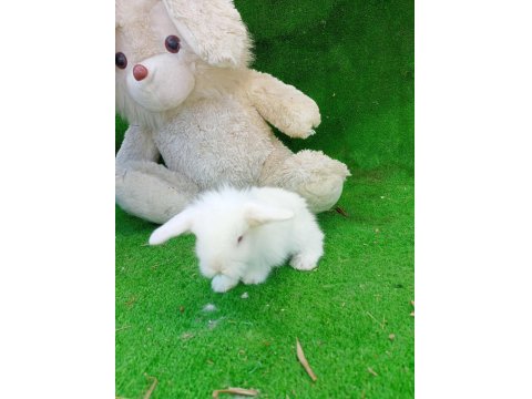 Hollanda Teddy Lop Cinsi Tavşanlar