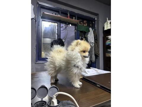 İş Değişikliği Sebebiyle Acil İlgi Manyağı Pomeranian
