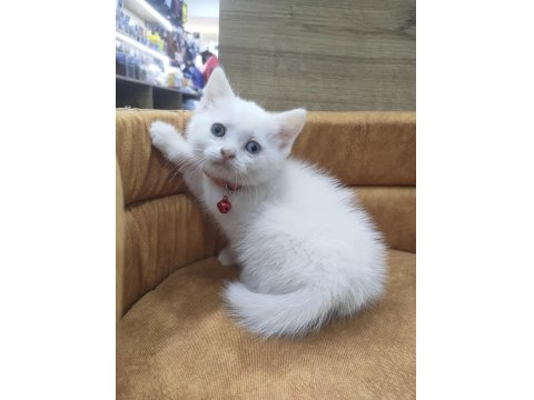 Odd Eyes British Shorthair Yavrumuz