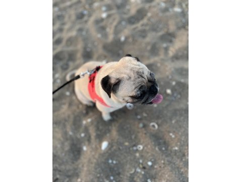Pug Dişi Köpek