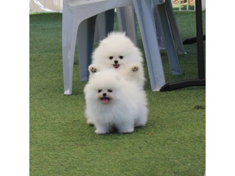 Teddy Bear Pomeranian Boo Yavrular