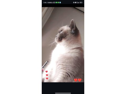 British Shorthair Kızımıza Güvenilir Ve Ömürlük Aile Arıyoruz