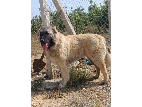 Orjinal Kafkas Çoban Köpeği Erkek