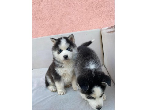 Irk Garantili Husky Yavrularımız