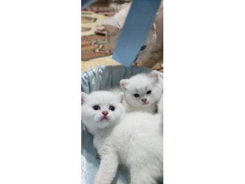 Kucakta Şarj Olan, Miyavlayınca Güncellenen Model Kedimiz!