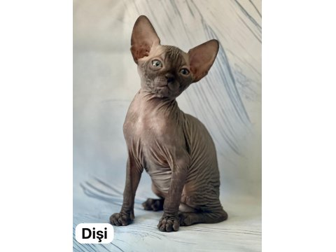 17 Temmuz Doğumlu Sfenks Yavrular