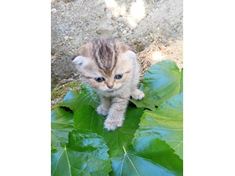 Scotish Fold Yavru Kedimiz