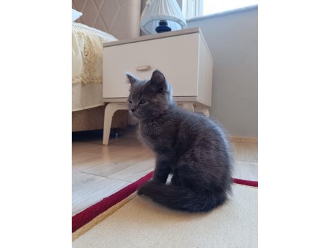 3 Aylık Yavru British Shorthair