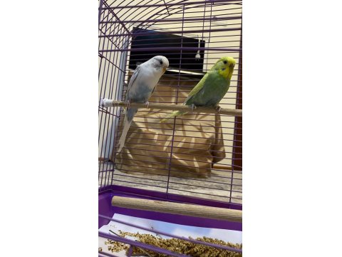 Çift Dişi Ve Erkek Muhabbet Kuşumuz