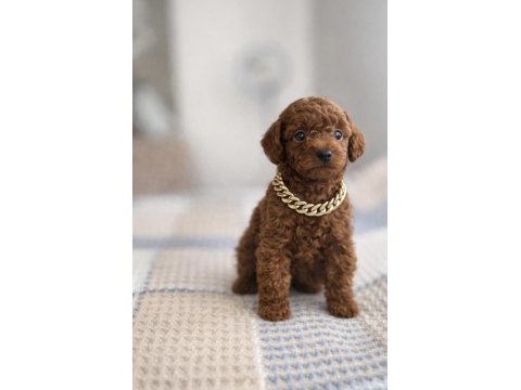 Red Brown Toy Poodle Yavruları