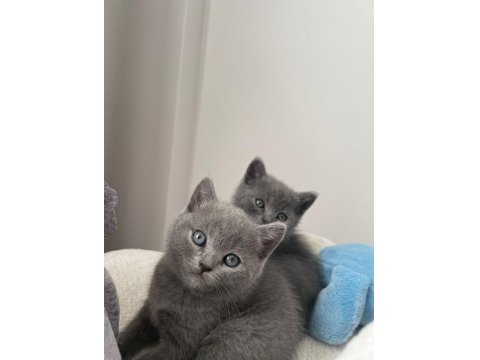 Anne Altından 3 Haftalık British Shorthair