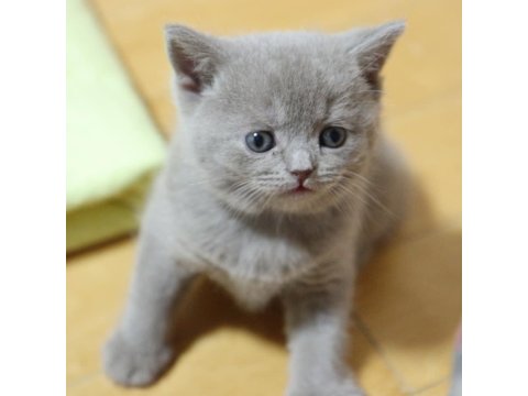British Shorthair Kedisi Yavruları