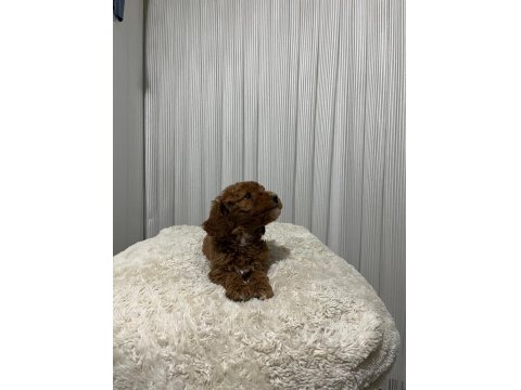 Üst Düzey Poodle Yavrular Yeni Ailesini Aramakta