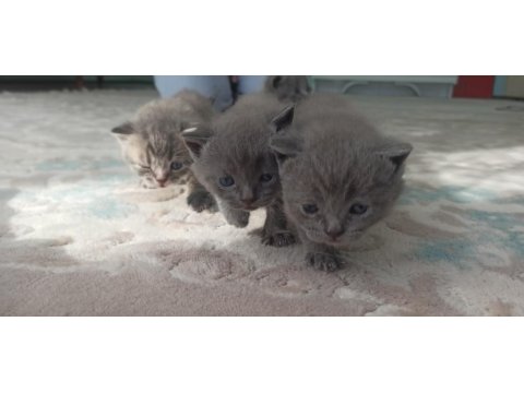 Masmavi Gözlü Minik Mucize Kediler