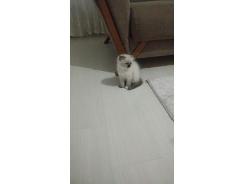 British Shorthair Yavrular